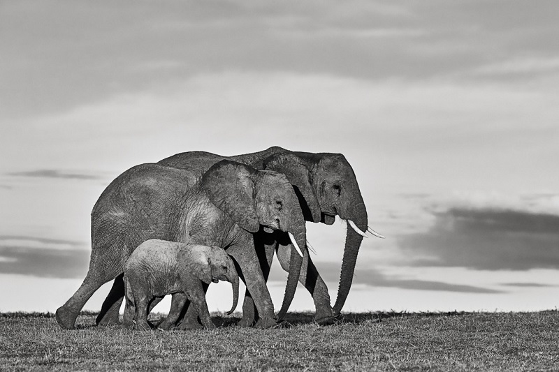 An elephant family walking in african savanna.